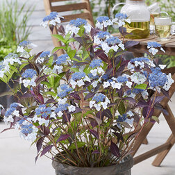 ����  ��������� ��������� (��������� ������) �����, ������ �� 790 ���