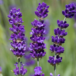 ����  ������� ����������� ������, ������ �� 748 ���