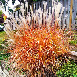 ����  ��������� ��������� ������������, ������ �� 425 ���