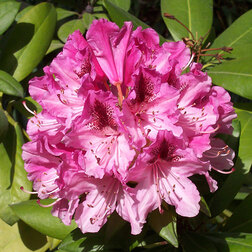 ����  ����������� ��������� ������������, ������ �� 918 ���