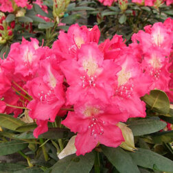 ����  ����������� ��������� �� III ��������, ������ �� 969 ���