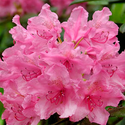 ����  ������� ������������ ������� �����, ������ �� 918 ���