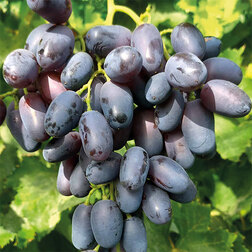 ����  �������� �������� ������ �������� (��������), ������ �� 349 ���