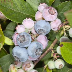 ����  �������� ������������ ������, ������ �� 599 ���