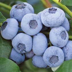 ����  �������� ������������ �������, ������ �� 599 ���