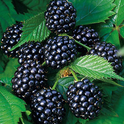 ����  ������� ������ ������ (���������), ������ �� 479 ���