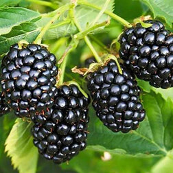 ����  ������� ���� (���������), ������ �� 489 ���