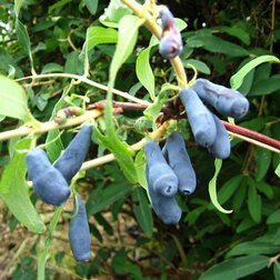 ����  ������� ��������� ����� (���������), ������ �� 349 ���