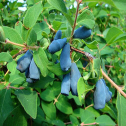 ����  ��������� ��������� ����������, ������ �� 349 ���