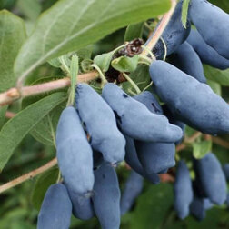 ����  ��������� ��������� �������, ������ �� 349 ���