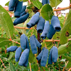 ����  ������� ���������� �������� (���������), ������ �� 349 ���