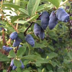 ����  ��������� ��������� �������, ������ �� 349 ���