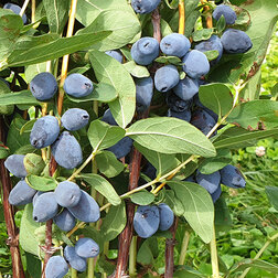 ����  ��������� ��������� ������ ����, ������ �� 519 ���