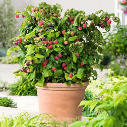 ����  ������ ������������ ����� (����� �����)(��� �����), ������ �� 1449 ���