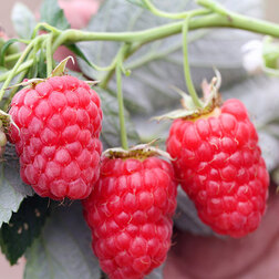 ����  ������ ���� (��� �����), ������ �� 259 ���