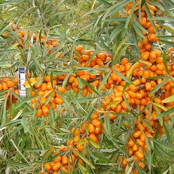 ����  �������� ������������, ������ �� 369 ���