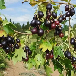 ����  ��������� ���������� ���������, ������ �� 379 ���