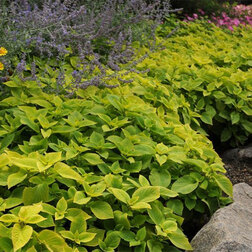 ����  ������ ������� ��� ���� ������ (1��-100�����) ���������������� ������, ������ �� 2400 ���