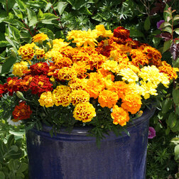 ����  �������� ����������� ������ ���� (1��-1000��) ���������������� ������, ������ �� 1680 ���