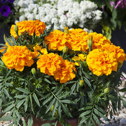 ����  �������� ����������� ������ ����� (1��-1000��) ���������������� ������, ������ �� 1840 ���