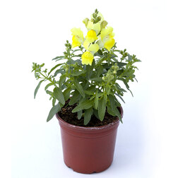 ����  ������� ��� ����� ��� ��� F1 ����� (1��-1000��) ���������������� ������, ������ �� 1440 ���