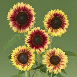 ����  ������������ F1 ����� (1��-1000��) ���������������� ������, ������ �� 11616 ���