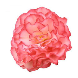 ����  ������� ��������� ������� ���� ������ (1��-100�����) ���������������� ������, ������ �� 880 ���