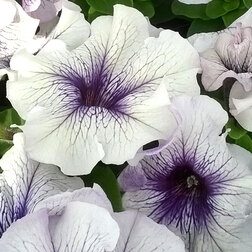 ����  ������� ����������� ����� ��� �� ������� ��� (1��-100�����) ���������������� ������, ������ �� 352 ���