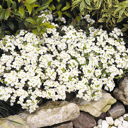 ����  ������ ���������� ������ ����(1��-100�����) ���������������� ������, ������ �� 560 ���