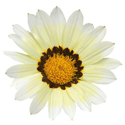 ����  ������� ���� F1 ���� (1��-100��) ���������������� ������, ������ �� 800 ���