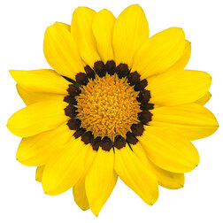 ����  ������� ���� F1 ����� (1��-100��) ���������������� ������, ������ �� 800 ���