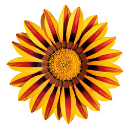 ����  ������� ���� F1 ����� ����� (1��-100��) ���������������� ������, ������ �� 800 ���