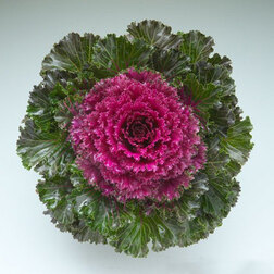 ����  ������� ������������ ������� F1 ��� (1��-250��) ���������������� ������, ������ �� 2560 ���