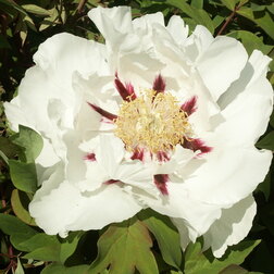 ����  ���� ����������� ������� �����, ������ �� 731 ���