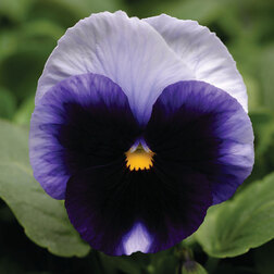 ����  ����� ��������������� ������ ������� ���������� (1��-100��) ���������������� ������, ������ �� 576 ���