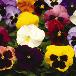 ����  ����� ��������������� ������ ������� ���� (1��-100��) ���������������� ������, ������ �� 576 ���