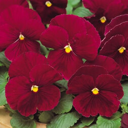 ����  ����� ��������������� ������ ������� ���� (1��-100��) ���������������� ������, ������ �� 576 ���