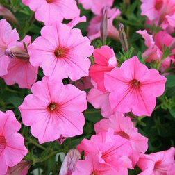 ����  ������� ��������� ����� ���� (1��-100�����) ���������������� ������, ������ �� 2720 ���