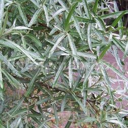 ����  �������� ���� (�������, ���������), ������ �� 369 ���