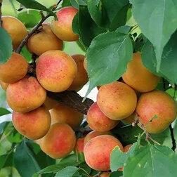 ����  ������� ������� (������ �����) (� �����), ������ �� 873 ���