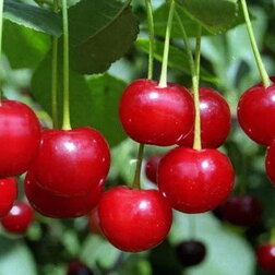 ����  ����� (���) ����� ������ (������ ����� �����������) (� �����), ������ �� 783 ���