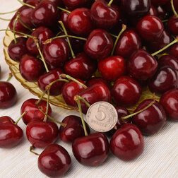 ����  ������� ������� (� �����), ������ �� 810 ���