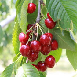 ����  ������� �������� (������ �������� ���-2) (� �����), ������ �� 900 ���