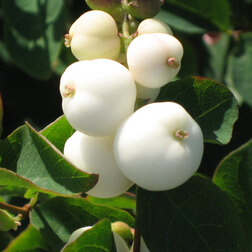 ����  ������������� ��������� ���� ����� (3 ��.), ������ �� 1003 ���