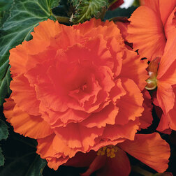 ����  ������� ��������� ������� ���� ����� (1��-100�����) ���������������� ������, ������ �� 2000 ���