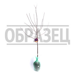 ����  ����� ������� (�����) ��������� ������ (������ �����) (� �����), ������ �� 765 ���