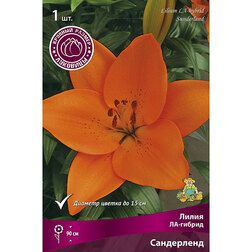 ����  ����� ��-������ ���������� (1��.), ������ �� 178 ���