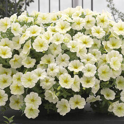 ����  ������� ��������� ����� ����� (1��-1000�����) ���������������� ������, ������ �� 26400 ���