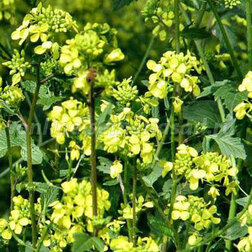 ����  ������ ��������� (1��-100��), ������ �� 51 ���