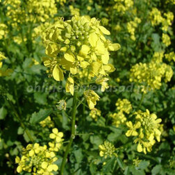 ����  ������� ����� ���������, ������ �� 340 ���